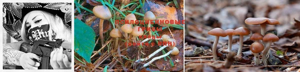 PSILOCYBIN Нефтекумск